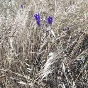 Meet your Posher, Thao